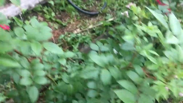 Мускусный гибрид Хевенли Пинк питомник « Сад кошек» г. Красноярск смотреть онлайн