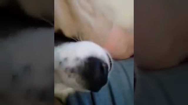 Смешная собака смотреть онлайн