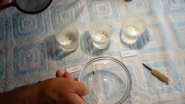 Семена моркови всходят за три дня. ПРОВЕРЕННО!!! часть 1 смотреть онлайн