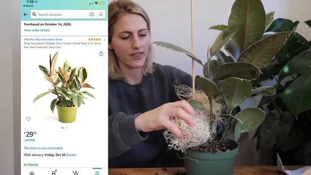 UNBOXING A PLANT FROM AMAZON | FICUS TINEKE | MARINA PORTER смотреть онлайн