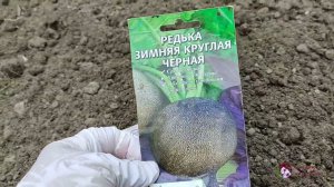 Время сеять редьку, редис.