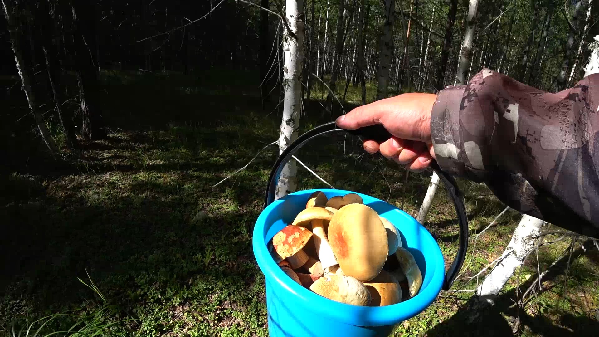 Белые грибы везде куда не посмотри они видимо не кому не нужны или сюда ни кто не приезжает #ХМАО