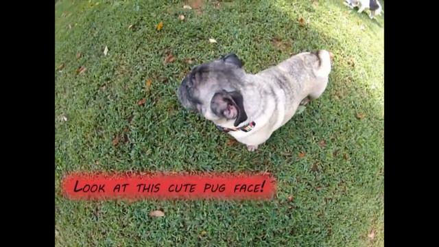 PUG vs. BEAGLE Who rules - the cute pug or the persistent beagle? ⭐ смотреть онлайн