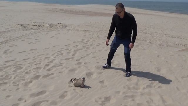 Весёлая прогулка со ЩЕНКОМ на море. МОПС. БЕЛЬГИЯ. Дрессировка. смотреть онлайн