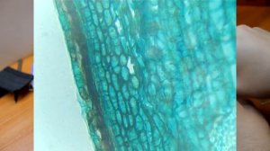 Обзор Микроскопа Levenhuk 3S NG монокуляр, микромир для детей и взрослых!