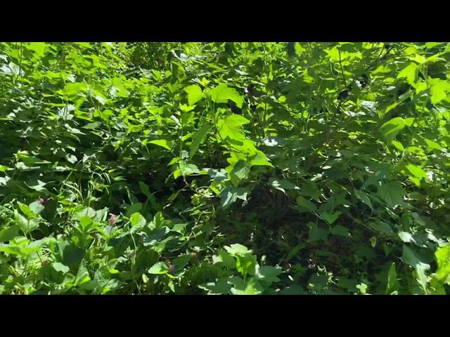 Раннеспелый сорт земляники Даренка. смотреть онлайн