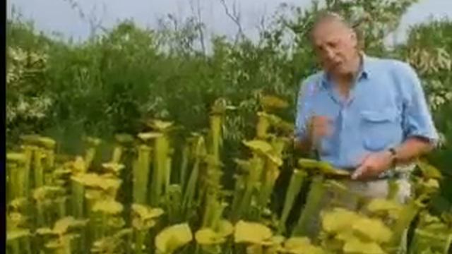 Venus fly trap - The Private Life of Plants - David Attenborough - BBC смотреть онлайн