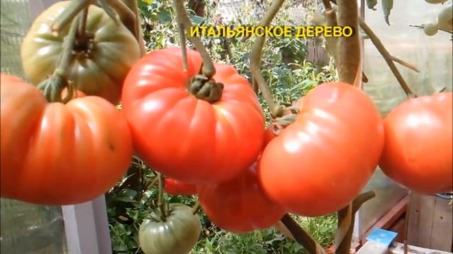 Редкие коллекционные сорта томатов: самые вкусные, урожайные и необычные! смотреть онлайн