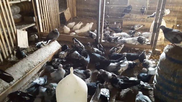 Владимир Васильевич кормит голубей. смотреть онлайн