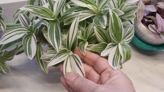 Традесканции зимой смотреть онлайн