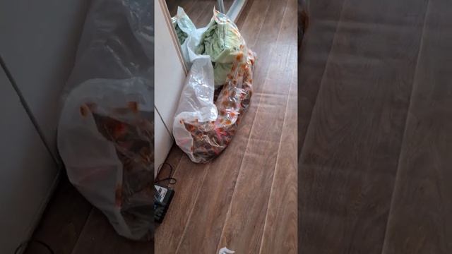 #мейнкун #кот #рыжий #бакс #пакостныйкот смотреть онлайн