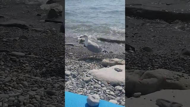 Чайка. На пляже Куриный Бог.Геленджик. смотреть онлайн