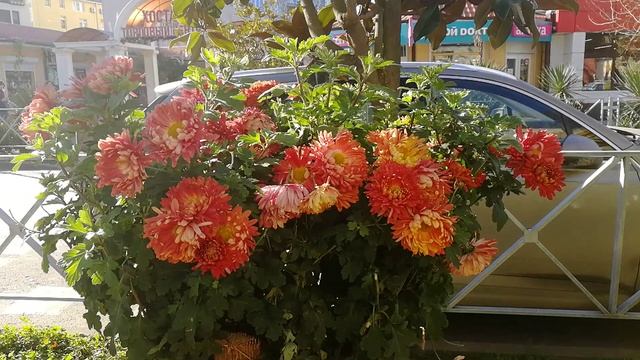 Сочи. Январь. Контрасты в природе... смотреть онлайн