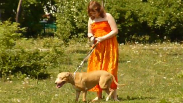 American Pit Bull Terrier.APBT. Солнечный 31 день мая смотреть онлайн