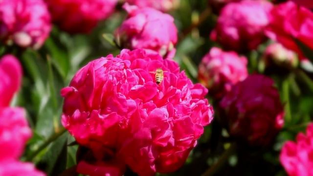 Peonies in full bloom at Adelman Peony Gardens 2023 смотреть онлайн