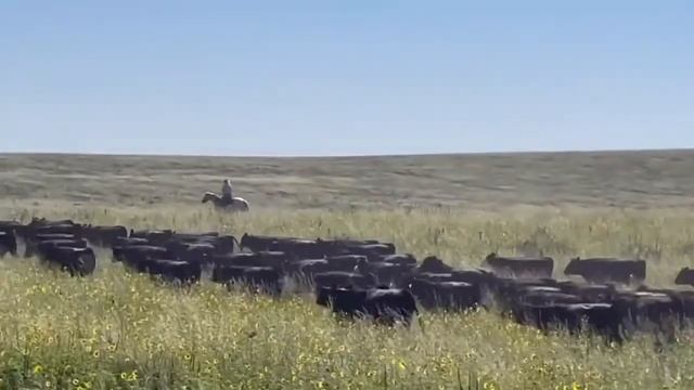 “Perl” selling August 26th, 2023 Colorado Horse Sale смотреть онлайн