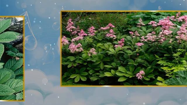 Роджерсия редкий цветок в саду смотреть онлайн