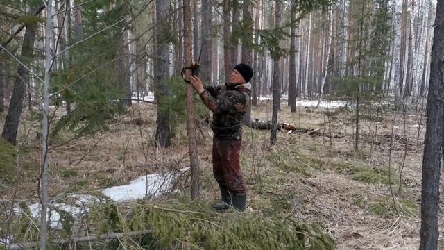 Медведь пришёл на приваду. Оторвал бочку. смотреть онлайн