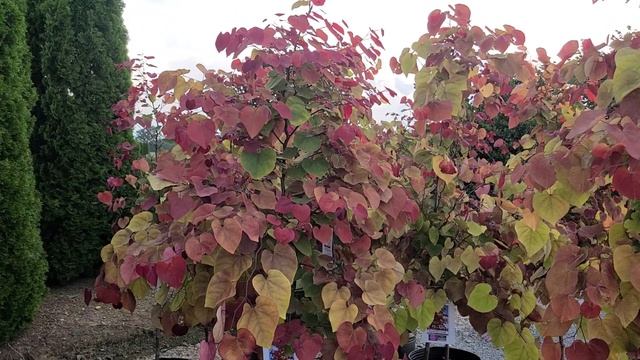 Cercis Flame Thrower (Redbud) / SPECTACULAR Small Tree - Sensational Red, Yellow & Green Leaves ???