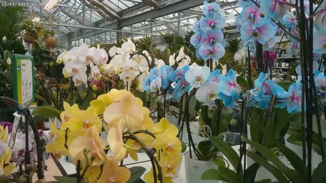 Wunderschöne Orchideen. (А, просто прекрасные орхидеи) смотреть онлайн