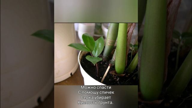 Как лечить замиокулькас.#Замиокулькас смотреть онлайн