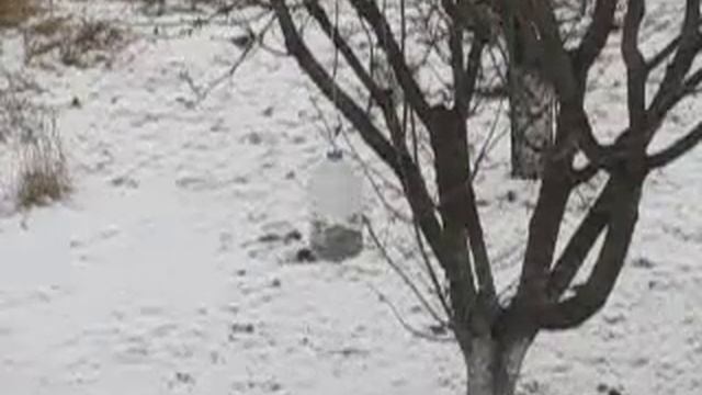 как нужно кормить синиц смотреть онлайн