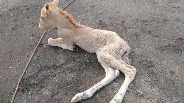 жеребенок не встаёт 