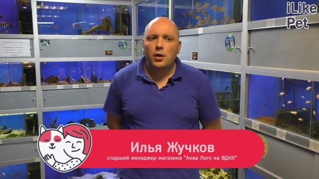 Содержание рыбки Лялиус смотреть онлайн