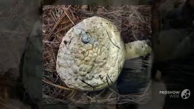 Amanita magniverrucata - fungi kingdom смотреть онлайн