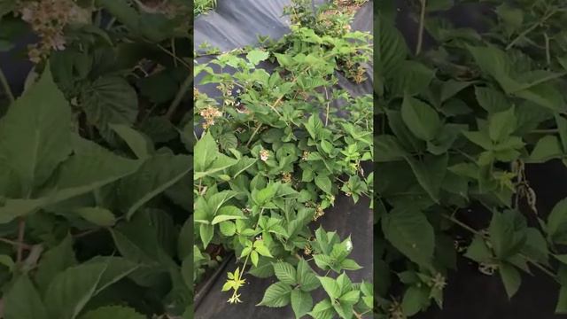 3-х летние саженцы ежевики смотреть онлайн