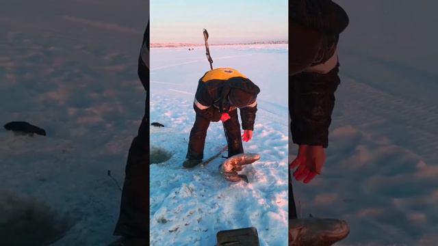 Республика Коми, р.Печора, налим 5800👍 смотреть онлайн