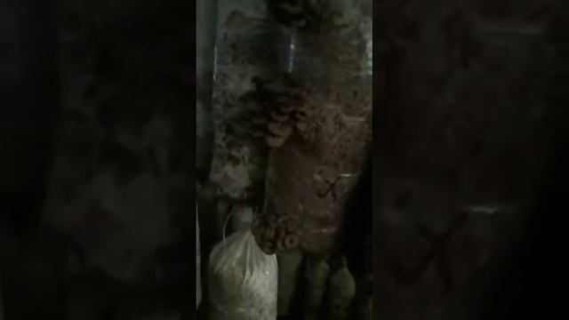 Грибница. (Туннельная теплица) в Алматы смотреть онлайн