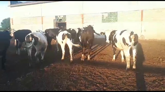 КРС черно-пестрой породы-оптовая продажа по России и СНГ смотреть онлайн