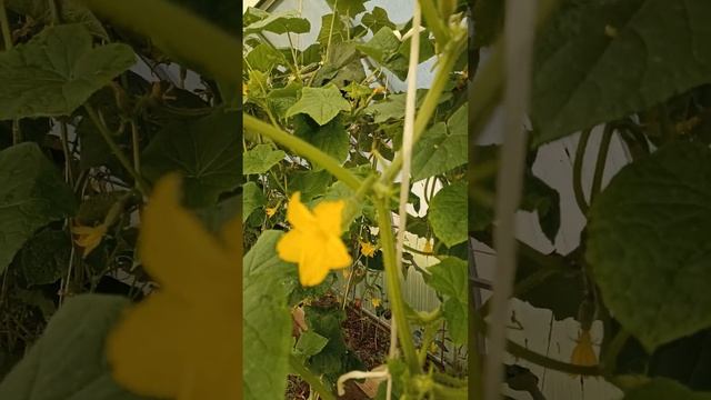 Нашатырный спирт для Огурцов. смотреть онлайн