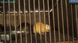 Апартаменты для Нутрии как я делал клетки размеры материал