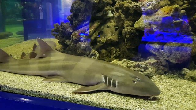 Музей Мирового океана смотреть онлайн