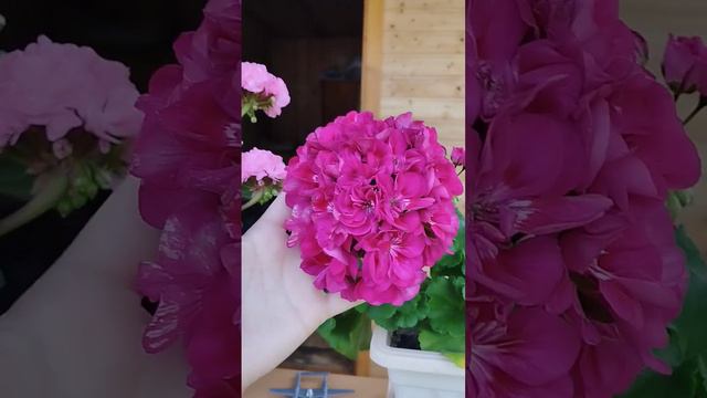 Сортовая пеларгония Fee cerise polina смотреть онлайн