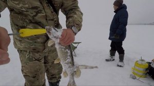 Зевник для щуки, обзор зевников для хищника  Лайфхаки Советы Секреты