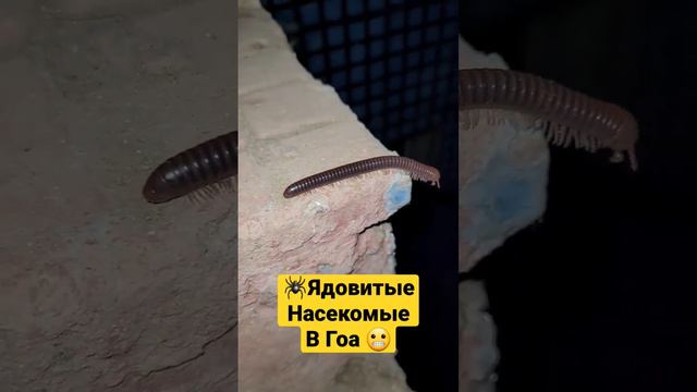 Опасные Ядовитые насекомые которые обитают в самом центре Арамболя. В наших комнатах и номерах. #go смотреть онлайн