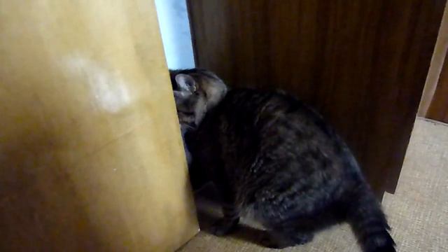 Кошка [HD] смотреть онлайн