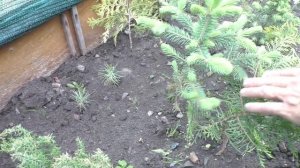 Бизнес на выращивании туй. От 250 тыс. в год