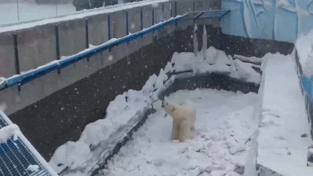 Кай принимает подарки..........Kai accepts gifts.... смотреть онлайн