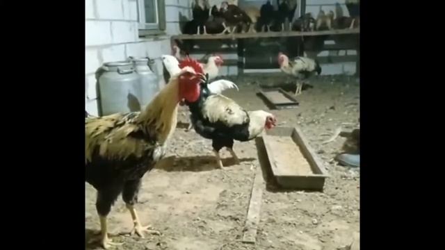 Юрловские голосистые Евгения Клещёва из Орла смотреть онлайн