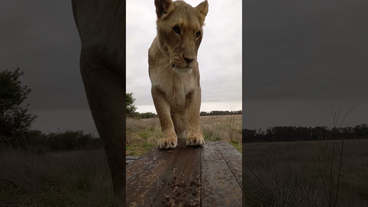 Львица "танцует" на столе. Lioness table dance смотреть онлайн