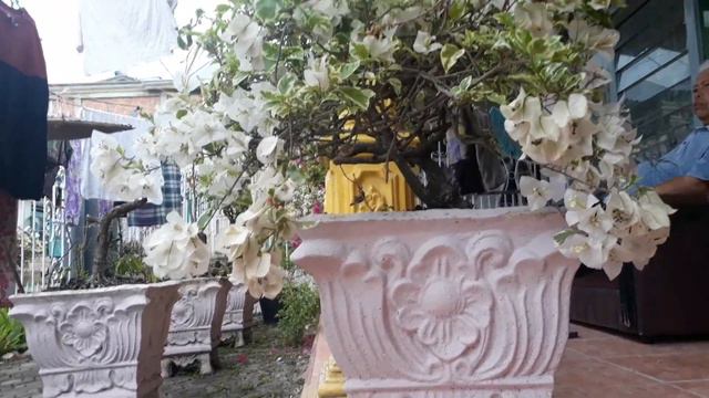 BONSAI BOUGENVILLE PUTIH VARIGATA смотреть онлайн