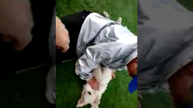 Собаки идут в бой 1 смотреть онлайн