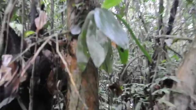 Visiting Phalaenopsis cornucervi (orchid) habitat in the swamp of Borneo-part 4 смотреть онлайн