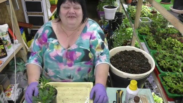 остики в моем цветочном марафоне. часть 2 смотреть онлайн