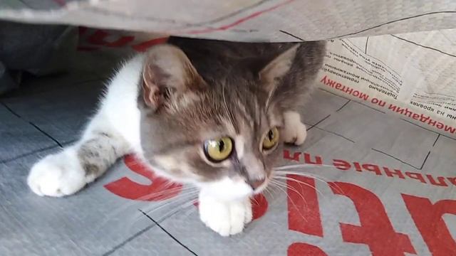 Сонечка ! смотреть онлайн