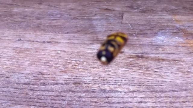 Yellowjacket Hover Fly - Муха журчалка (Сирф) [Milesia Virginiensis] |NC|